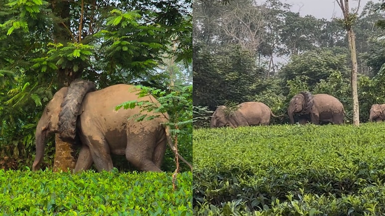 Video: Wild Elephant Spotted With Tractor Tyre Stuck Around Its Neck In Assam
