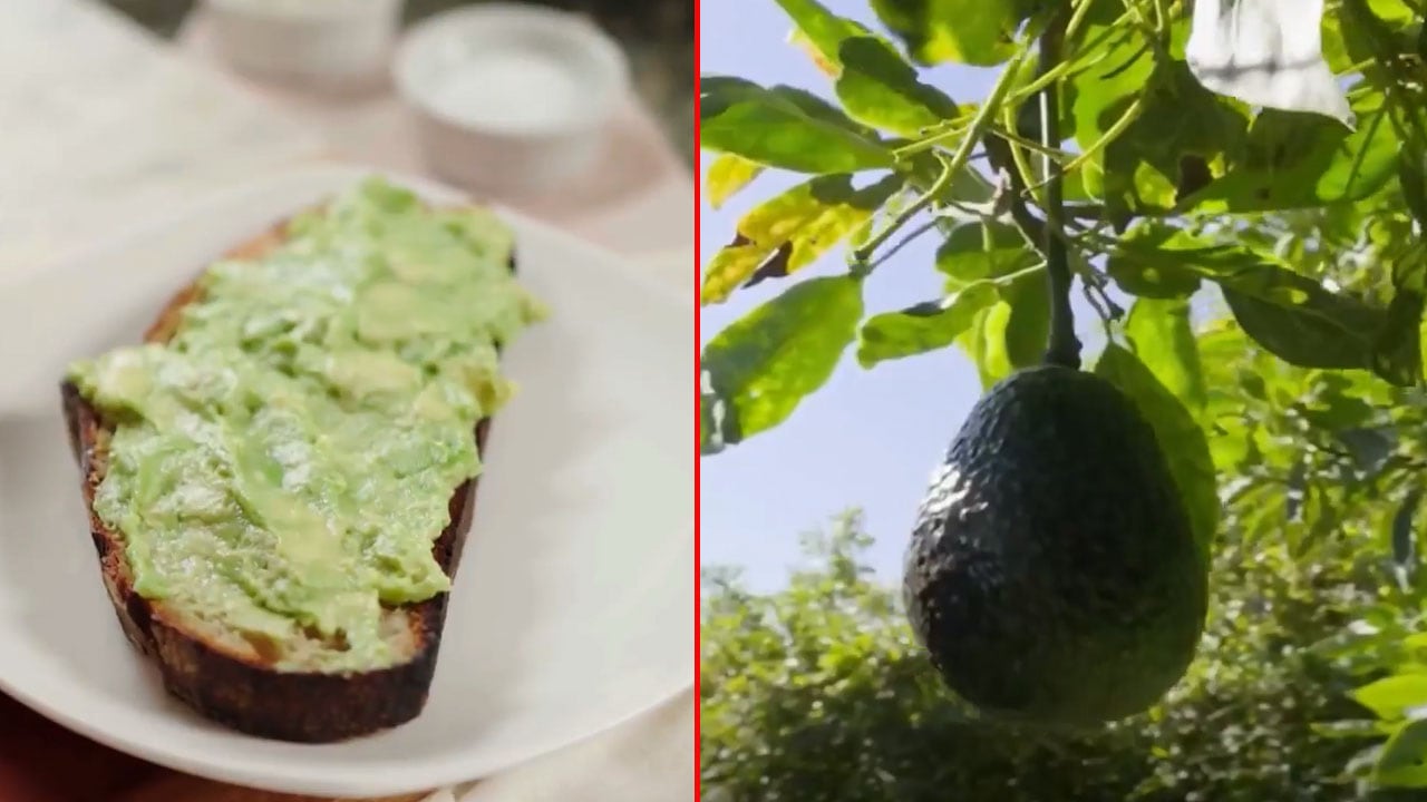 From Avocado Toast To Indian Farms: The Rise Of A New Superfruit