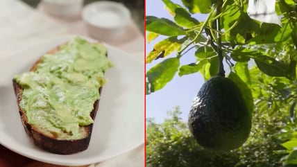 From Avocado Toast To Indian Farms: The Rise Of A New Superfruit