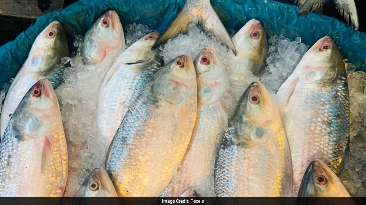 Why Hilsa Breeding Grounds Are Shifting From Bengal To Gujarat