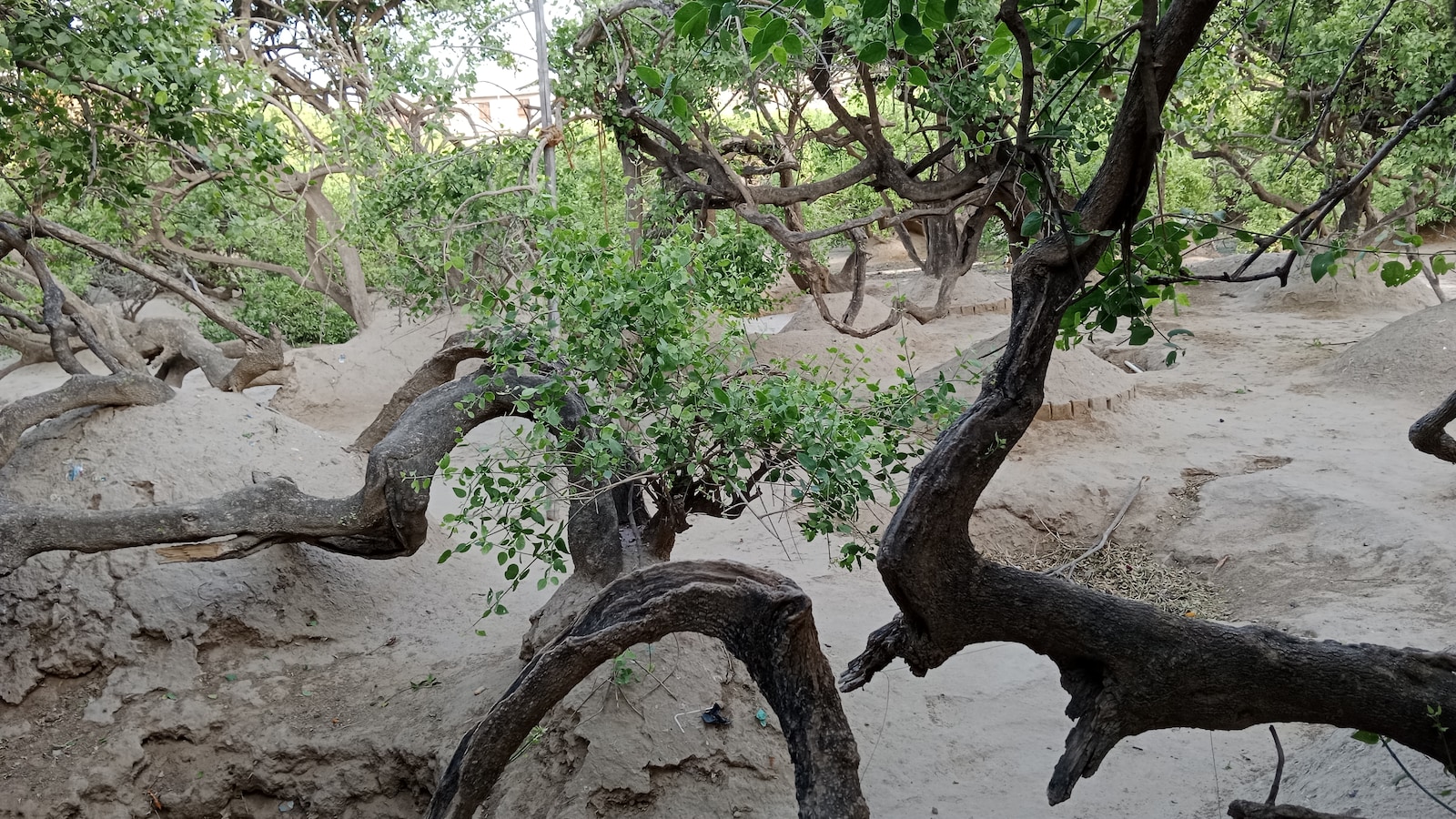 Nidhivan Guide: The Sacred Vrindavan Grove Where Entry Is Banned After Dark