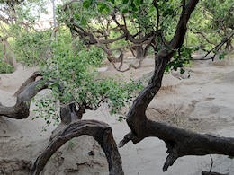 Your Guide To Nidhivan: The Sacred Vrindavan Grove Where Entry Is Banned After Dark