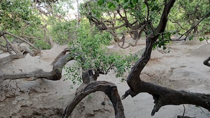 Nidhivan Guide: The Sacred Vrindavan Grove Where Entry Is Banned After Dark