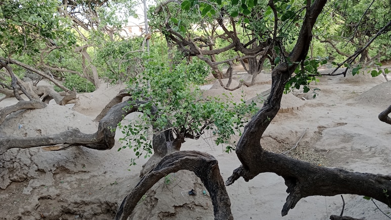 Your Guide To Nidhivan: The Sacred Vrindavan Grove Where Entry Is Banned After Dark