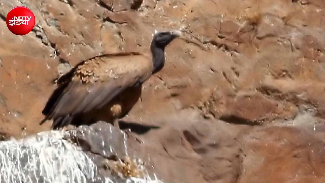 पशुओं को दिए जाने वाले डिक्लोफेना नाम के एक पेन किलर की वजह से गिद्धों का अस्तित्व खतरे में आ गया. 