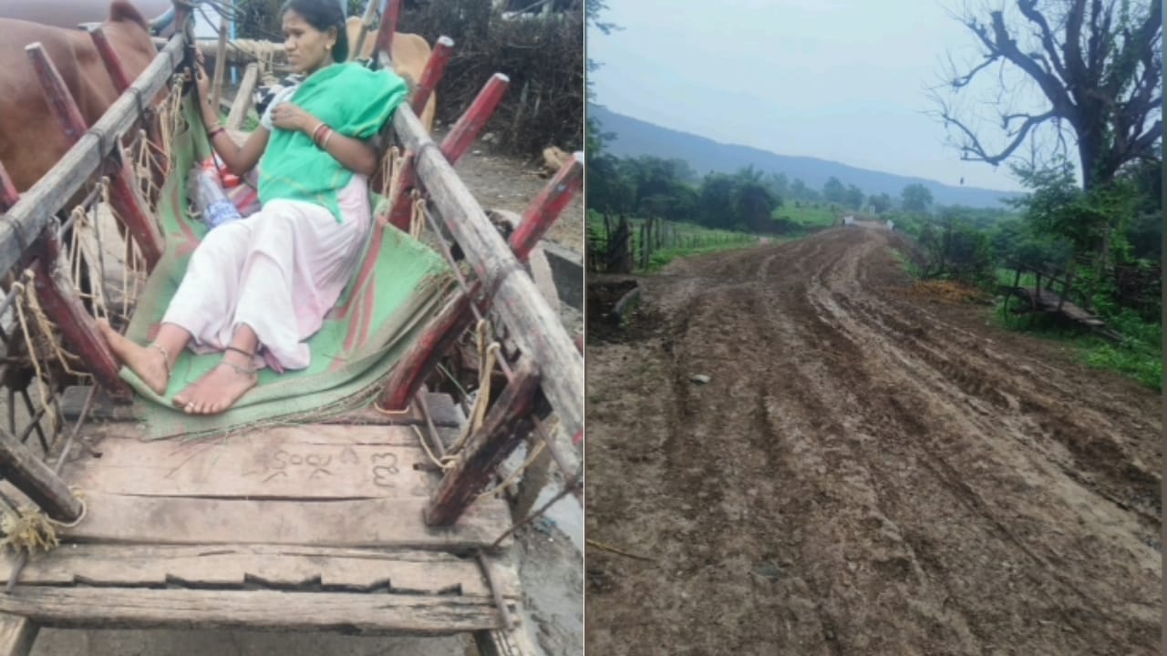 Pregnant Telangana Woman Rides Bullock Cart To Reach Ambulance Due To Poor Roads