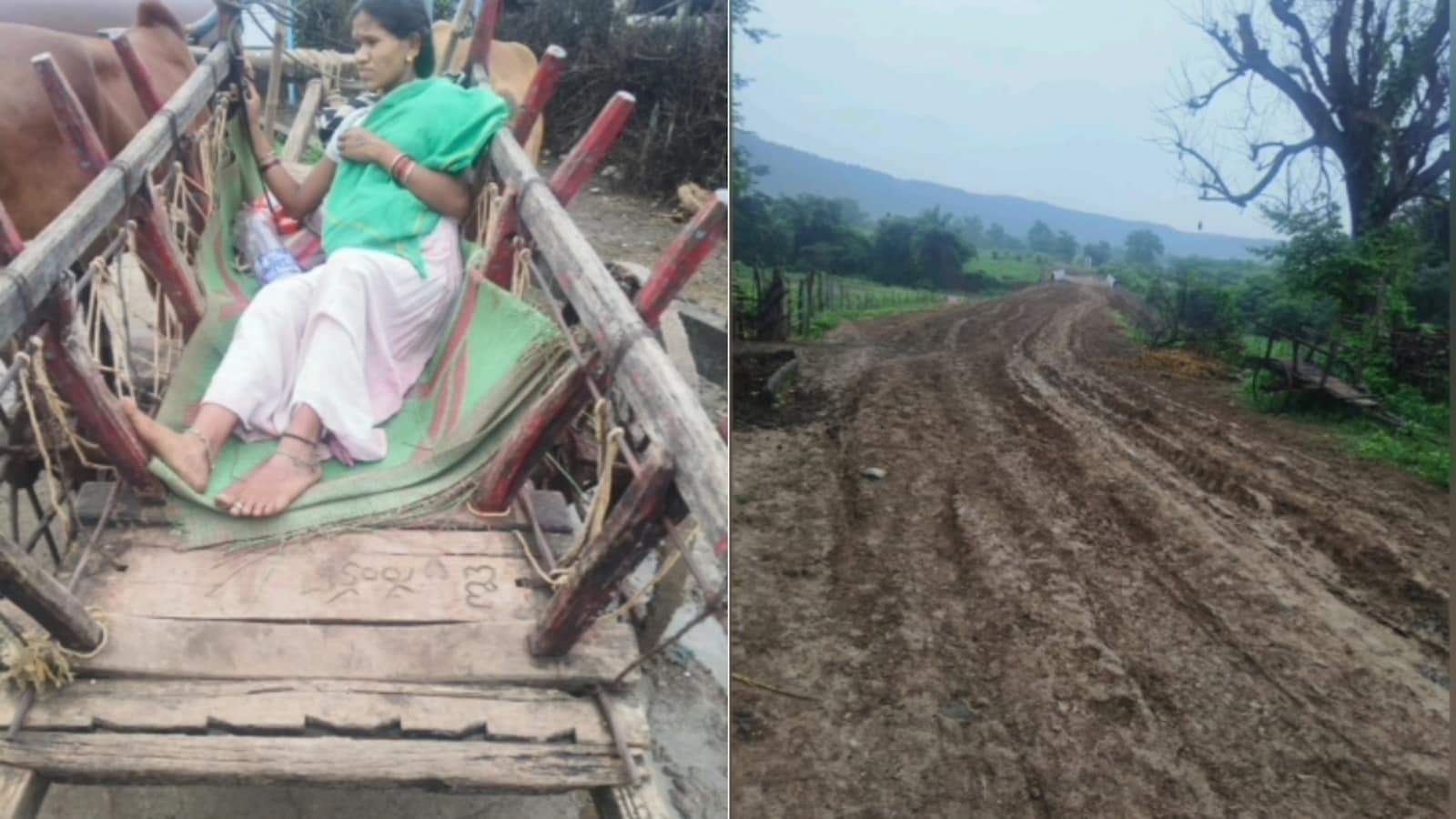 Pregnant Telangana Woman Reaches Ambulance By Bullock Cart