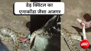 कानपुर में एनाकोंडा जैसे 150 किलो के अजगर ने छीनी लोगों की नींद, एक सांप ने हाईवे किया जाम, VIDEO