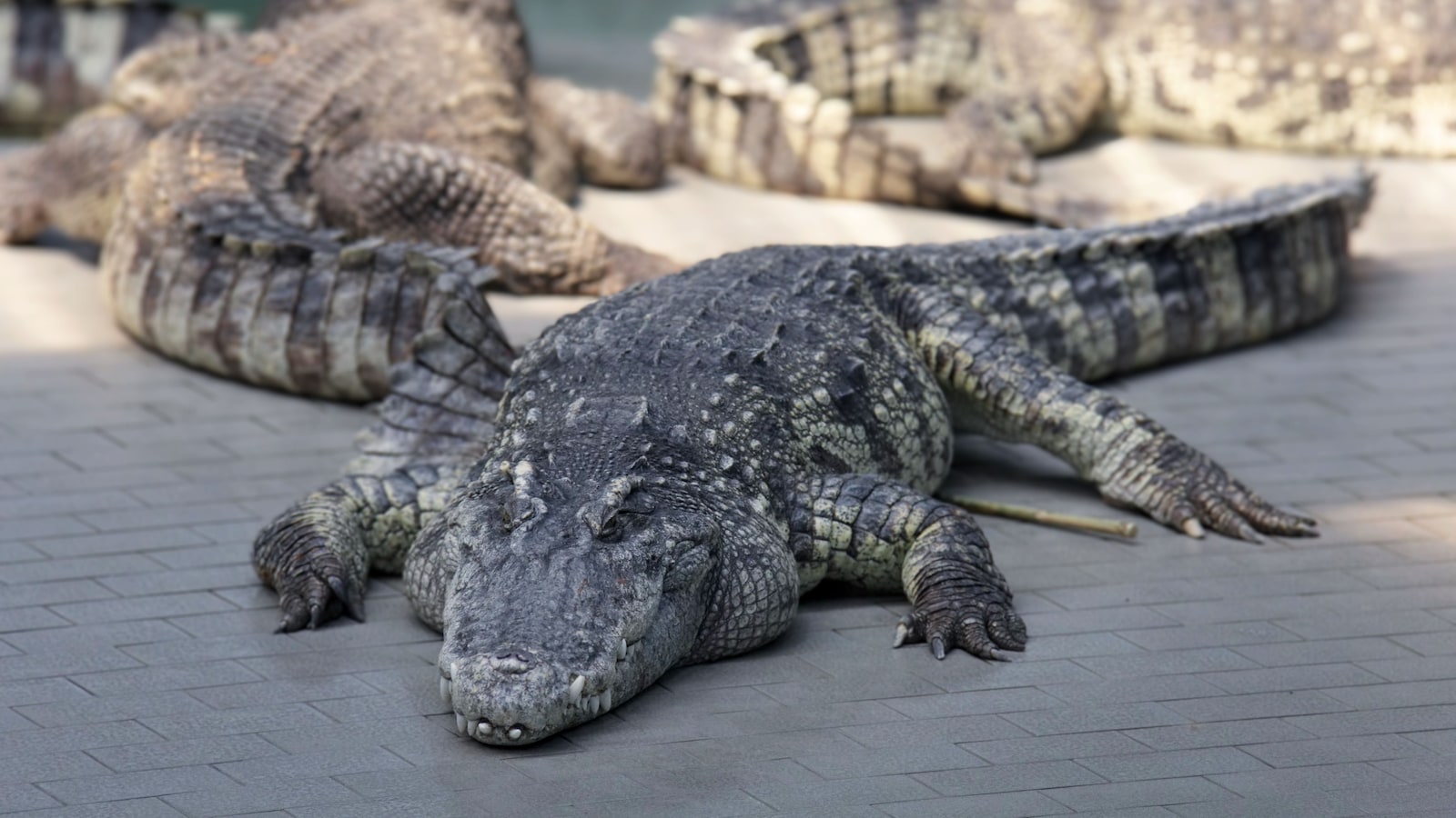 Man Arrested Over AI Crocodile Image Causing Reservoir Closure In Singapore