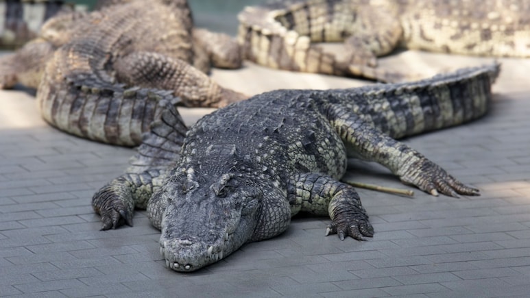 Man Arrested Over AI Crocodile Image Causing Reservoir Closure In Singapore