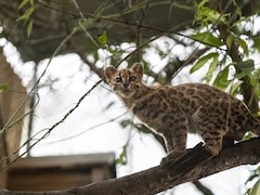 New Wild Cat Species Discovered In Bolivia After More Than A Century