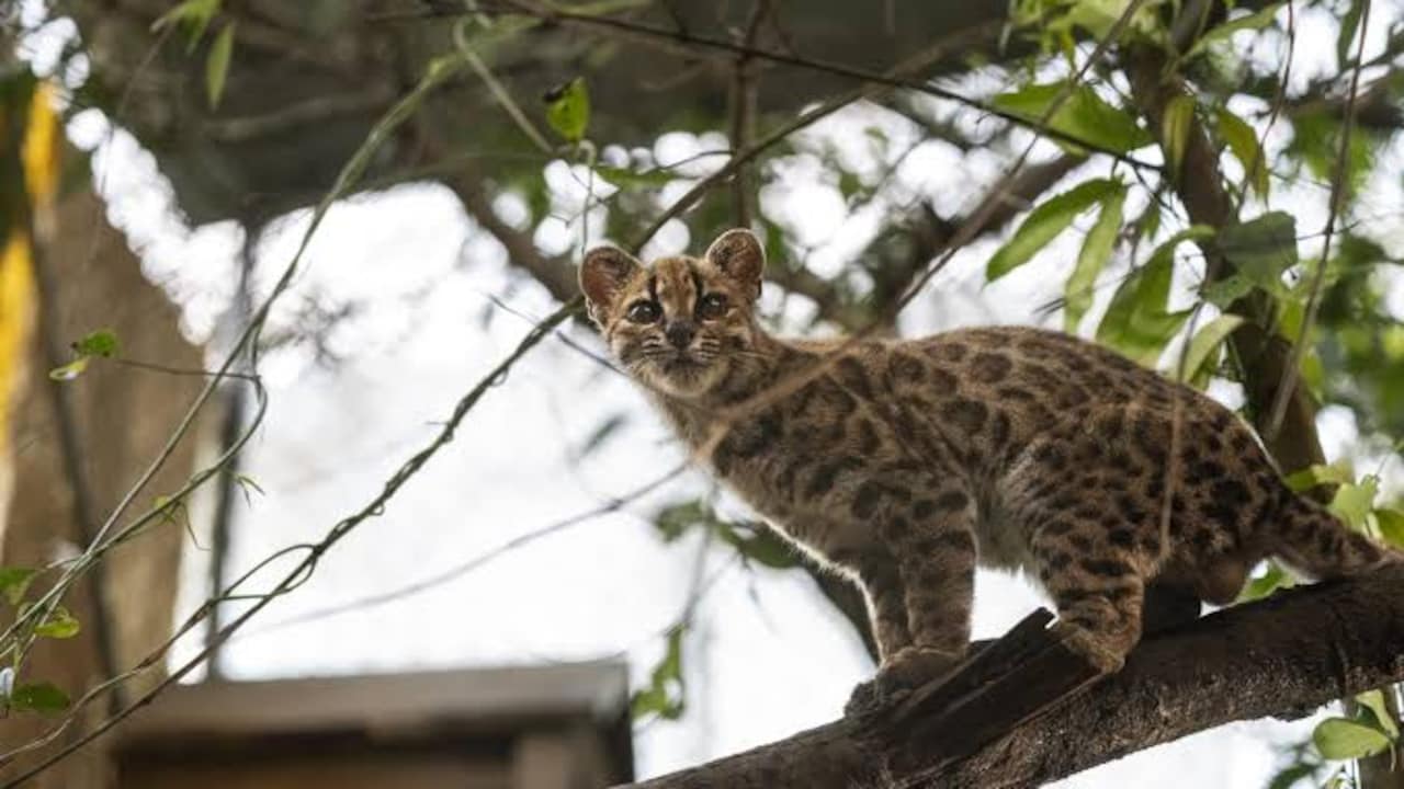 New Wild Cat Species Discovered In Bolivia After More Than A Century