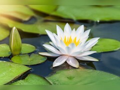 ​​तालाब में उगने वाली कुमुदनी क्यों कहलाती है सेहत का खजाना? जानिए इसके फायदे
