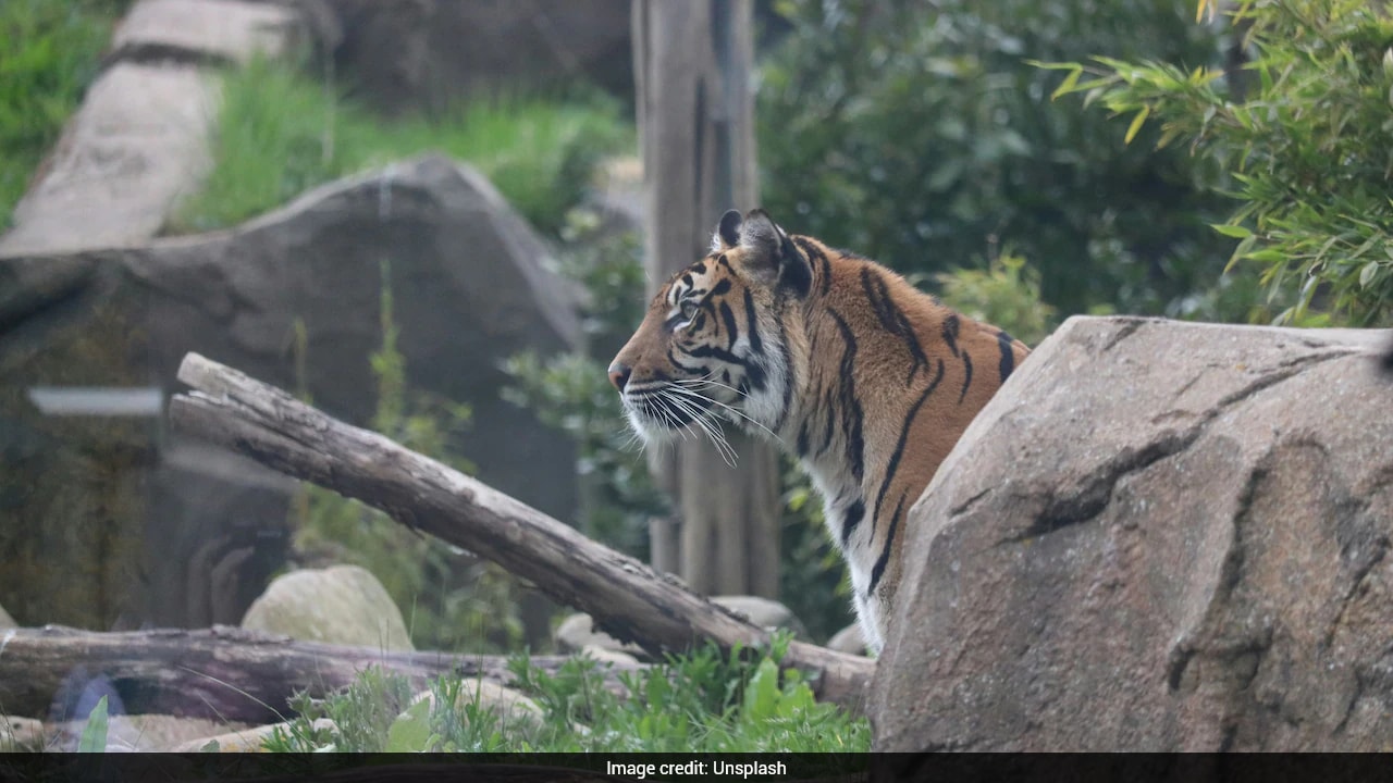 Chester Zoo In UK Mocked Online Over Awkward 'Child Predator Tour' Listing