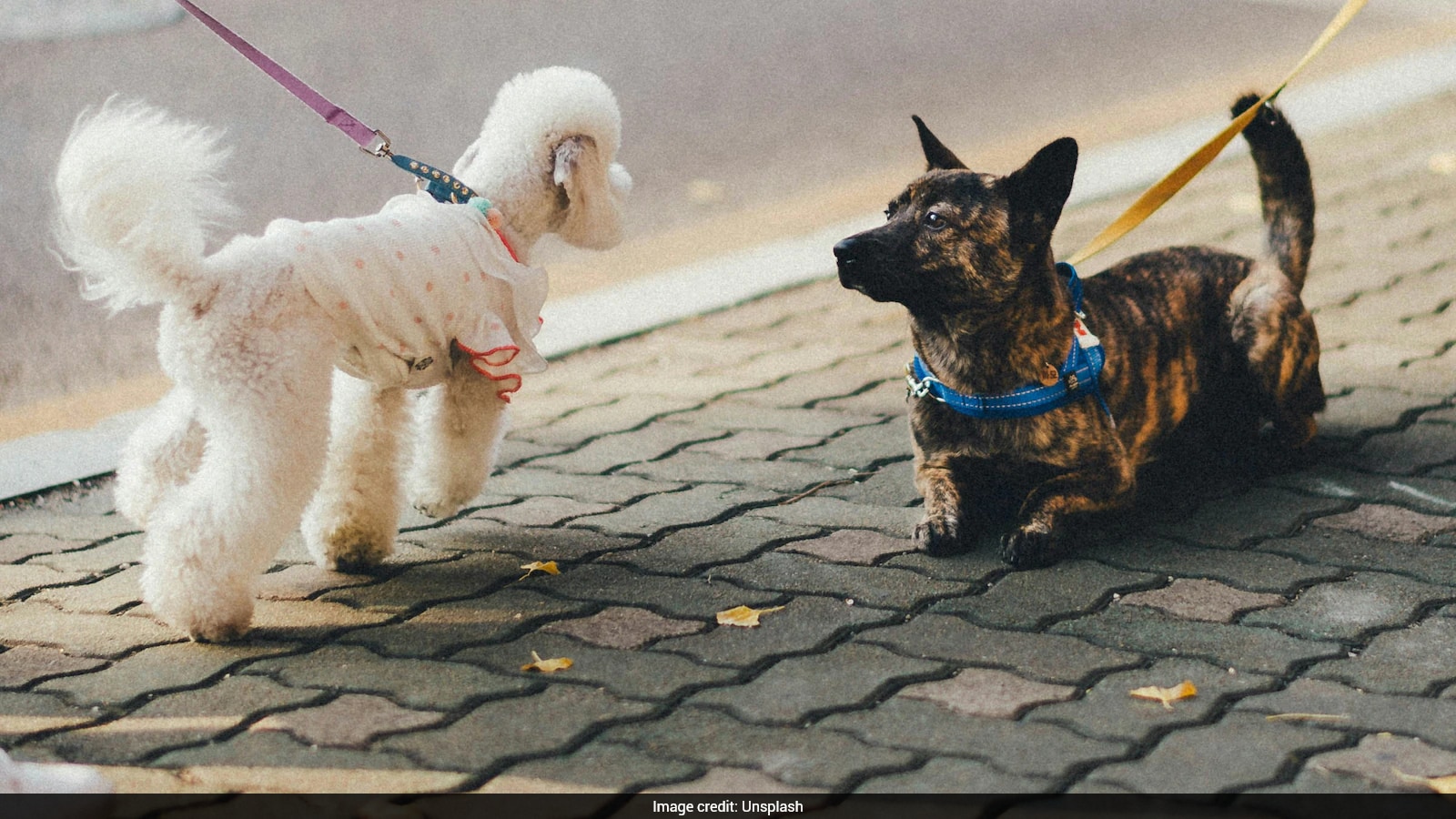 Former Teacher Builds Full-Time Pet Care Business Earning Over $4,000 Monthly