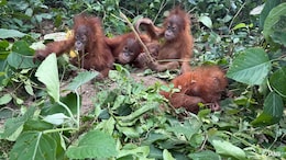 5 Baby Orangutans Found In Odisha: Where They Belong And Why Their Discovery Is Unusual