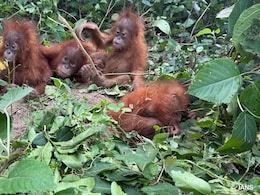 5 Baby Orangutans Found In Odisha: Where They Belong And Why Their Discovery Is Unusual