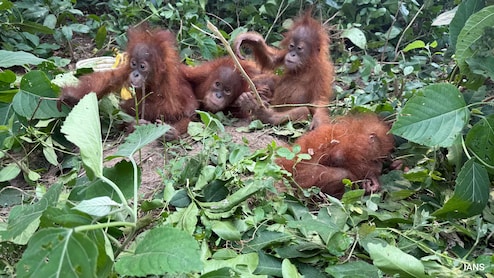 5 Baby Orangutans Found In Odisha: Where They Belong And Why Their Discovery Is Unusual