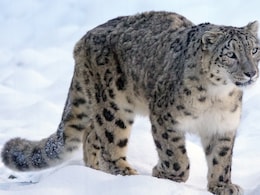 Ladakh's Snow Leopard Tracking Named World's 4th Best Wildlife Experience