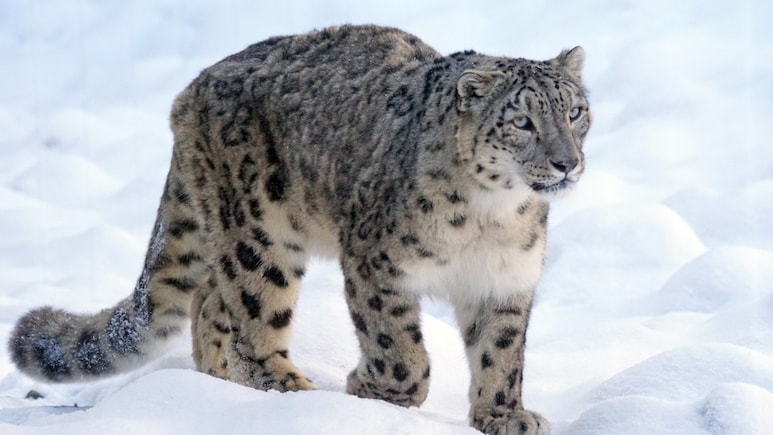 Ladakh's Snow Leopard Tracking Named World's 4th Best Wildlife Experience