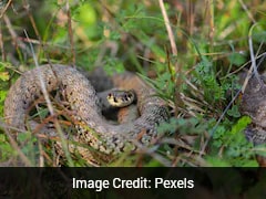 With Just 51 Left In 1995, Rare Caribbean Snakes Reach Over 1,100