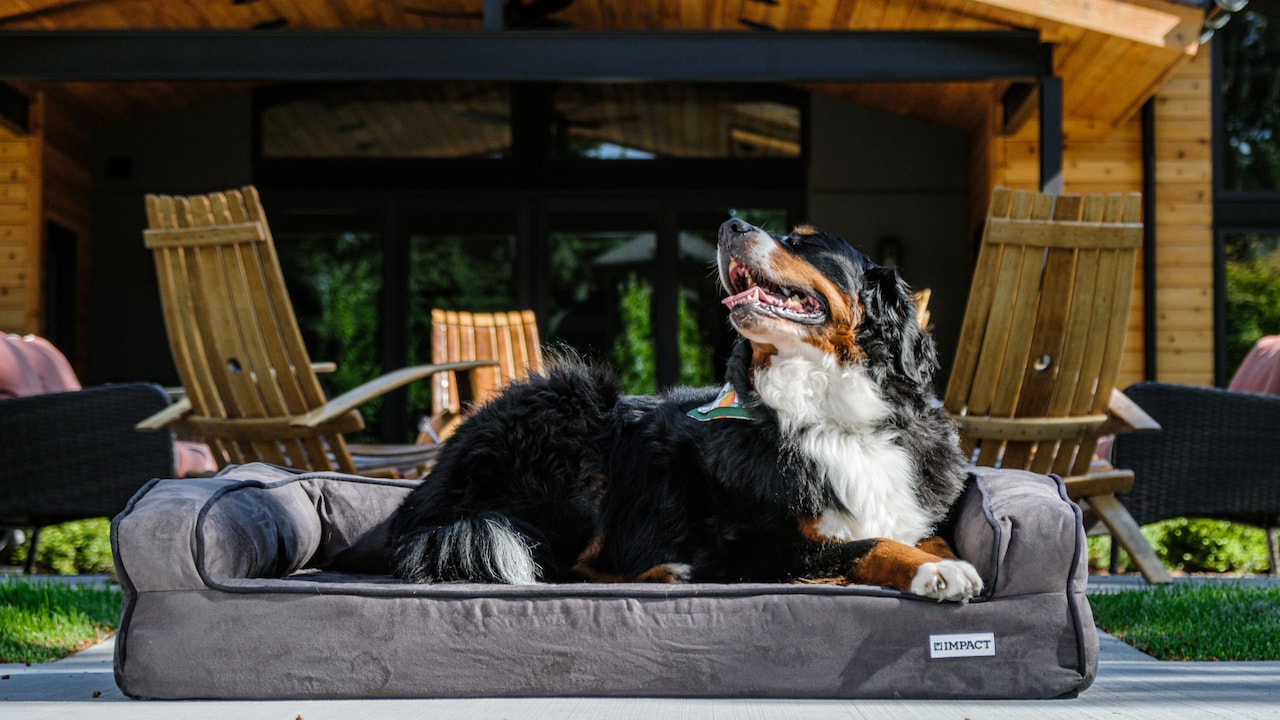 Why Pet Beds Flatten In The Middle: 10 Causes And Easy Fixes