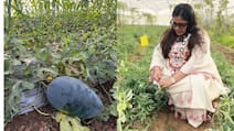 MBA Graduate Transforms 10 Acres Of Barren Land Into ₹25 Lakh-A-Year Farm