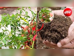 सब्जी वाले से न लें मिर्ची! घर पर ही ऐसे उगाएं हरी मिर्चियां, जान लें सही तरीका और जरूरी टिप्स