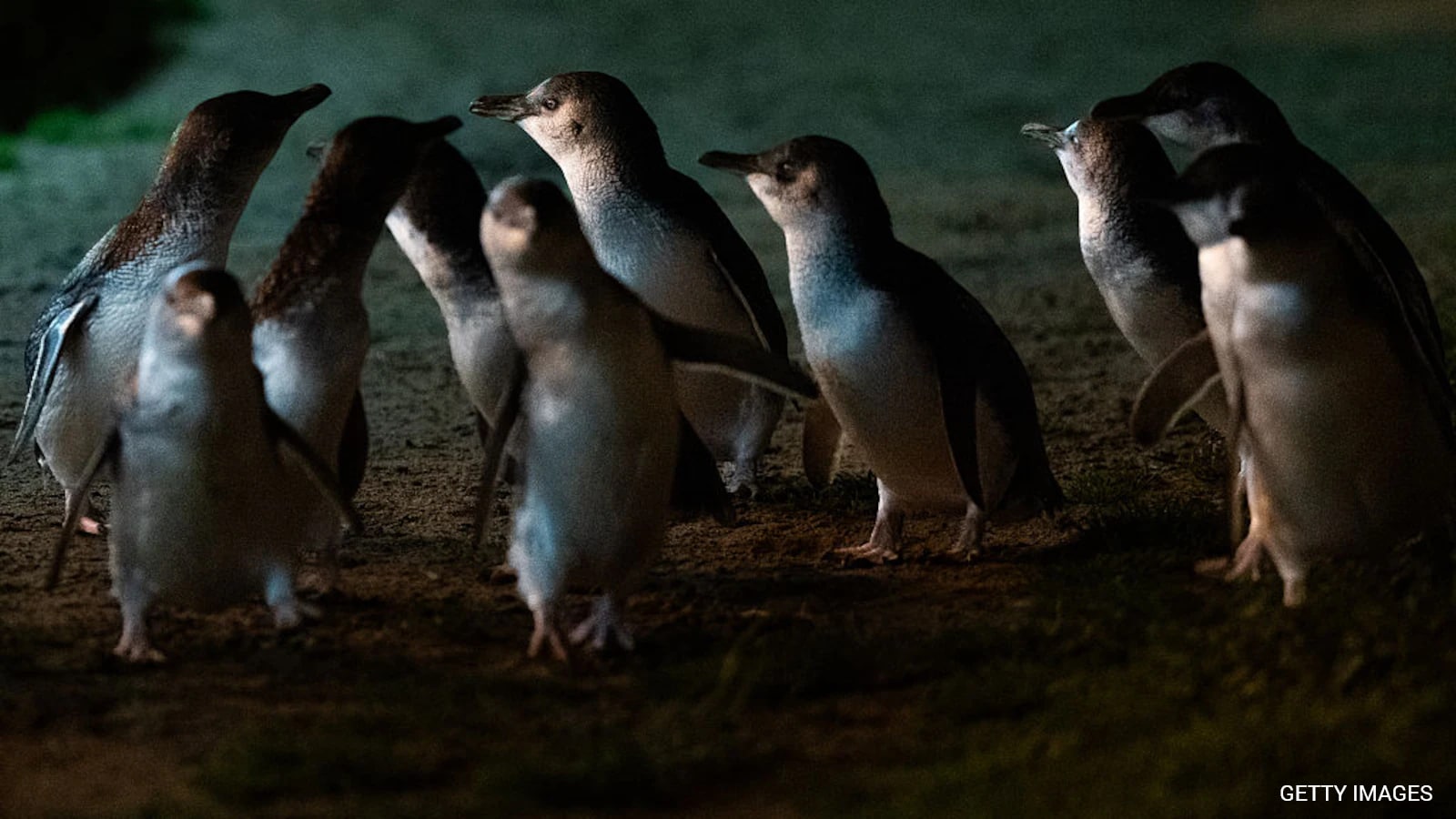 How Phillip Island's Little Penguins Returned From The Brink