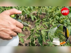 Gardening Tips: पौधों की पत्तियां सिकुड़ गई हैं तो हो गया है पत्ता मरोड़, ये छिड़क देने से हो जाएंगे सब ठीक