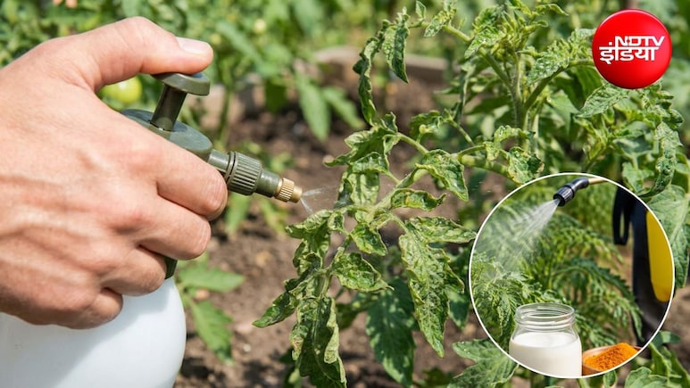 Gardening Tips: पौधों की पत्तियां सिकुड़ गई हैं तो हो गया है पत्ता मरोड़, ये छिड़क देने से हो जाएंगे सब ठीक