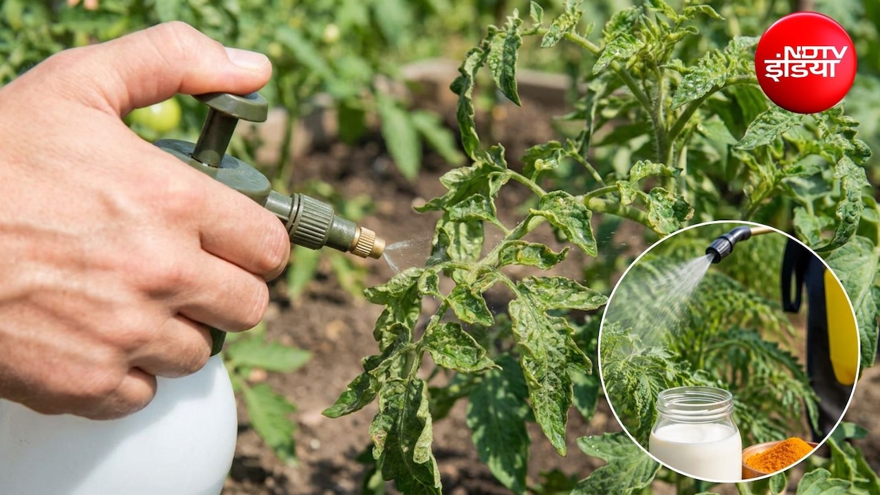 Gardening Tips: पौधों की पत्तियां सिकुड़ गई हैं तो हो गया है पत्ता मरोड़, ये छिड़क देने से हो जाएंगे सब ठीक