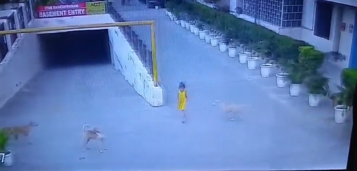 Stray Dogs Attack, Pull, Drag 6-Year-Old Girl In Ghaziabad, Then A Rescue