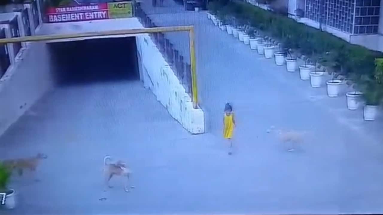 Stray Dogs Attack, Pull, Drag 6-Year-Old Girl In Ghaziabad, Then A Rescue