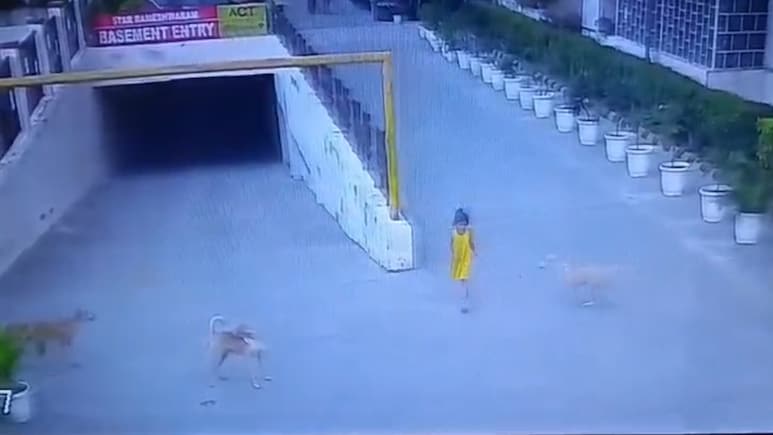 Stray Dogs Attack, Pull, Drag 6-Year-Old Girl In Ghaziabad, Then A Rescue