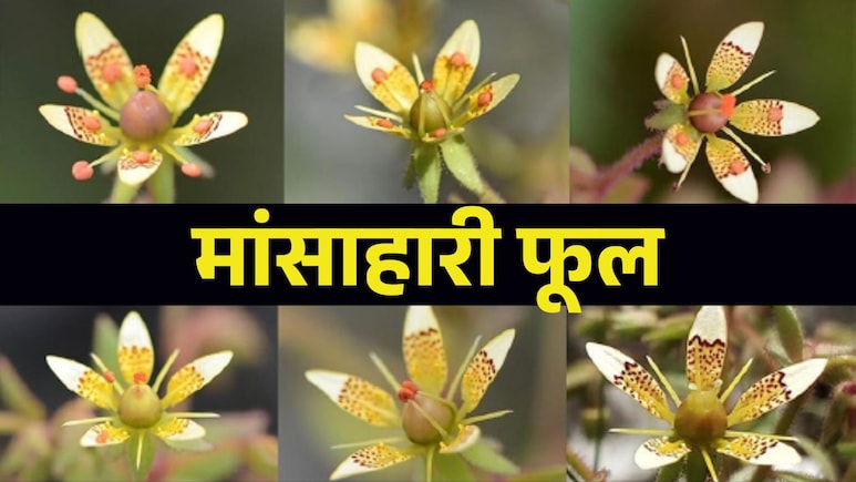 चीन के पहाड़ों में मिलता है यह मांसाहारी पौधा, पीले फूल से निगलता है कीड़े- 150 पुरानी भविष्यवाणी सच निकली