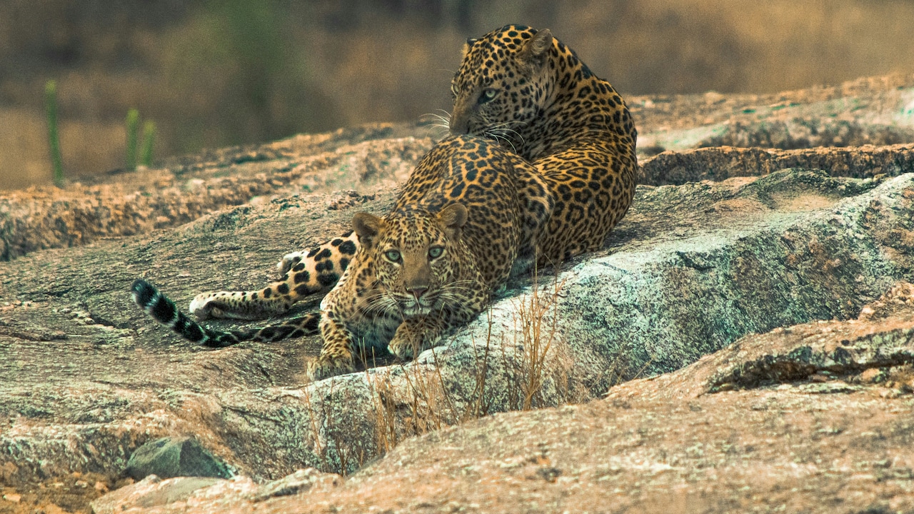 The Rajasthan Destination Where Leopards Roam Freely Among Villages