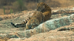 The Rajasthan Destination Where Leopards Roam Freely Among Villages