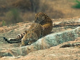 The Rajasthan Destination Where Leopards Roam Freely Among Villages