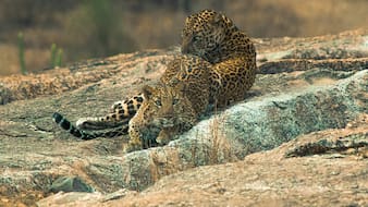 The Rajasthan Destination Where Leopards Roam Freely Among Villages