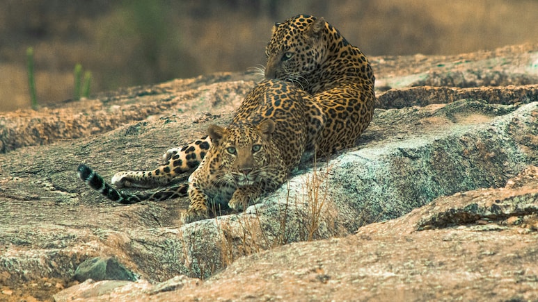 The Rajasthan Destination Where Leopards Roam Freely Among Villages