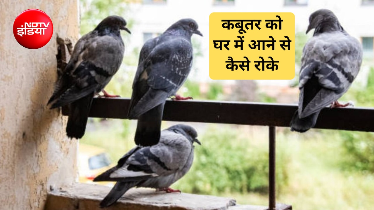 कबूतर को घर में आने से कैसे रोके? कबूतर किस चीज से डरते हैं, बालकनी में यह छ‍िड़कें भाग जाएंगे सारे
