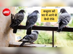कबूतर को घर में आने से कैसे रोके? कबूतर किस चीज से डरते हैं, बालकनी में यह छ‍िड़कें भाग जाएंगे सारे