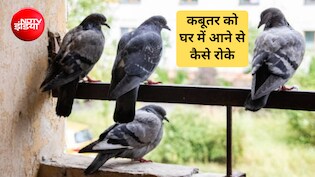 कबूतर को घर में आने से कैसे रोके? कबूतर किस चीज से डरते हैं, बालकनी में यह छ&zwj;िड़कें भाग जाएंगे सारे