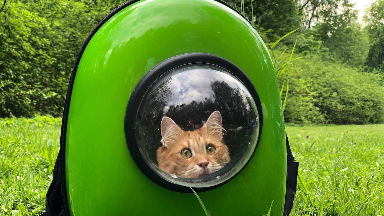 Shop pet carriers designed for comfortable, everyday travel with cats and dogs