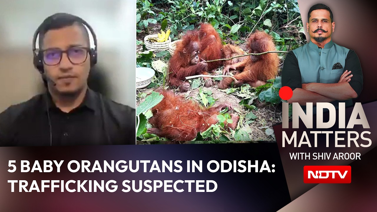 How Did 5 Baby Orangutans Reach Odisha? Experts Warn Of Trafficking Gaps