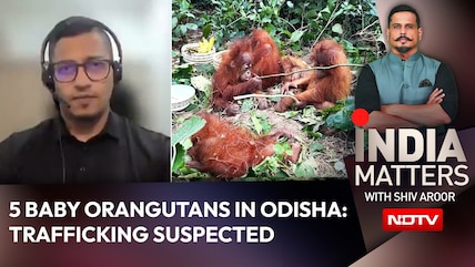 How Did 5 Baby Orangutans Reach Odisha? Experts Warn Of Trafficking Gaps