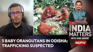 How Did 5 Baby Orangutans Reach Odisha? Experts Warn Of Trafficking Gaps