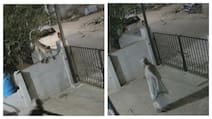 CCTV Shows Monkey Pouncing On 91-Year-Old Karnataka Woman, She Dies Next Day