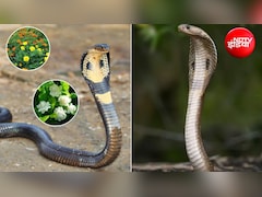 Gardening Tips: बारिश में बढ़ गया है सांपों का खतरा? घर में लगाएं ये 4 पौधे, नहीं फटकेंगे आसपास